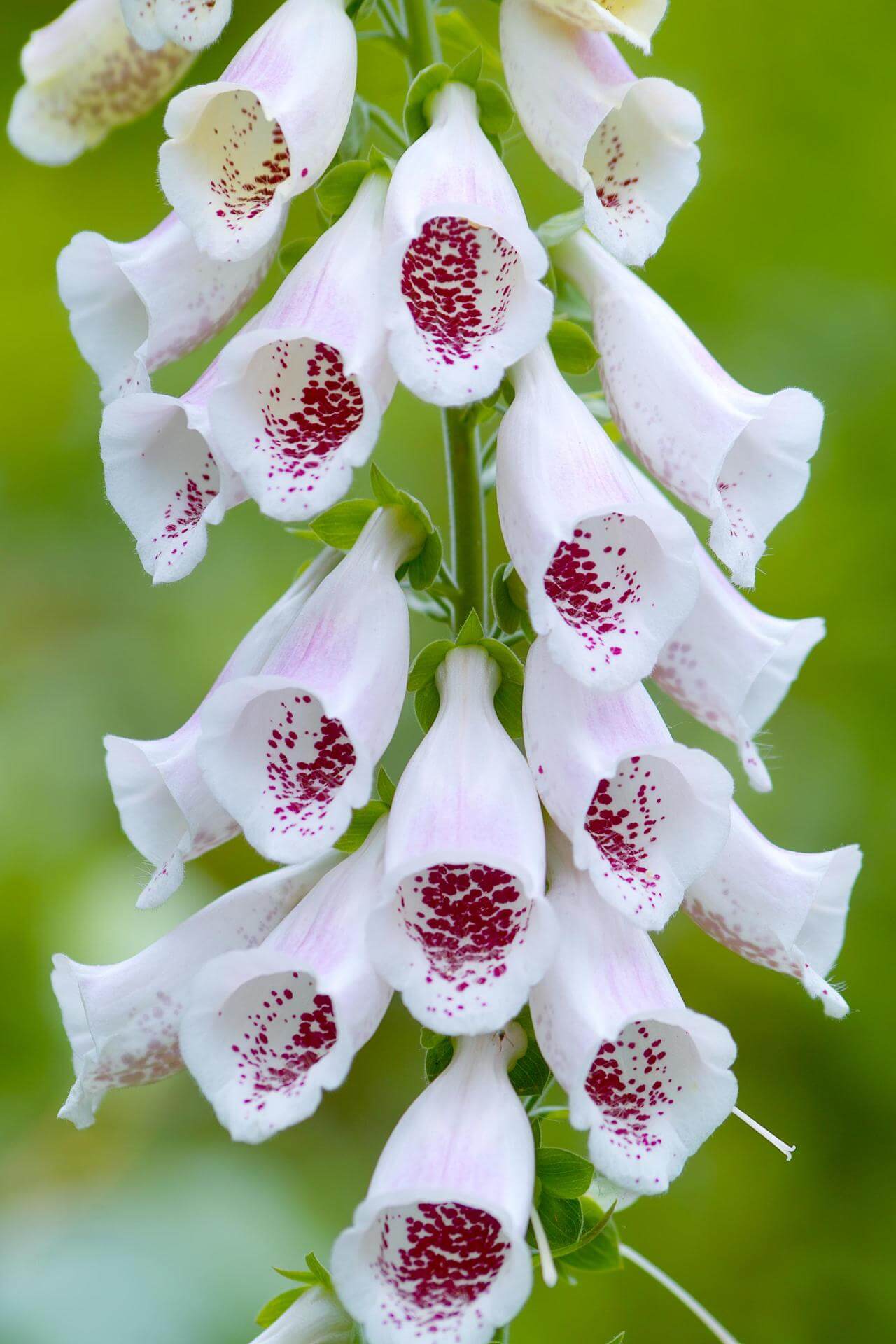 Fingerhut 'Pam`s Choice' / Digitalis purpurea 'Pam`s Choice'